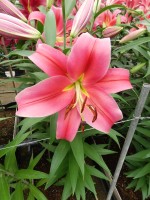 [5172 Sensi No02.JPG]